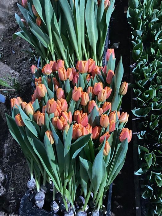 Люксовые Тюльпаны Предзаказ