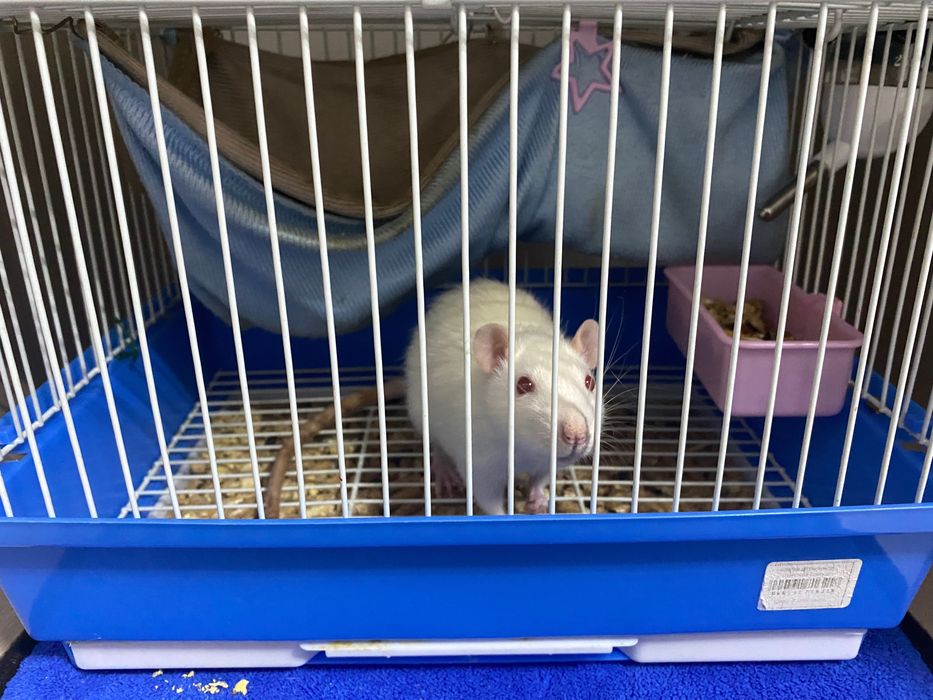 Отдам крысу в добрые руки