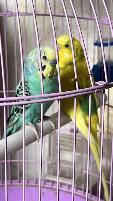 Продам Попугай ..