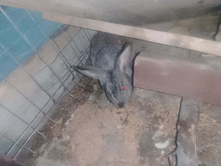 Vând iepurii,12 iepurașii