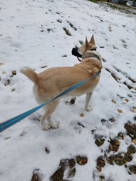 Гледане на животни (10г опит)