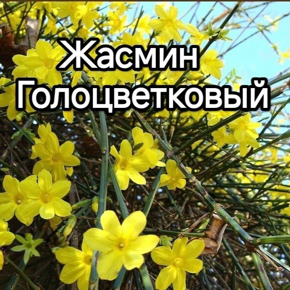 Садовые многолетние кустарники