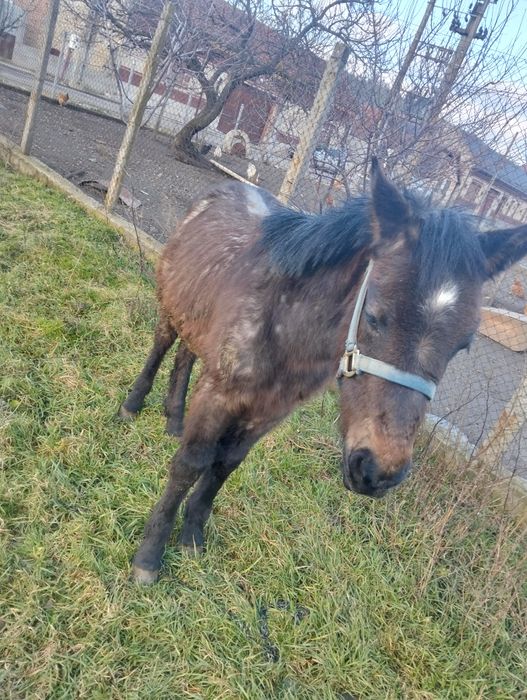 Vând mânz de un an și jumătate sau se schimbă pe o mânză