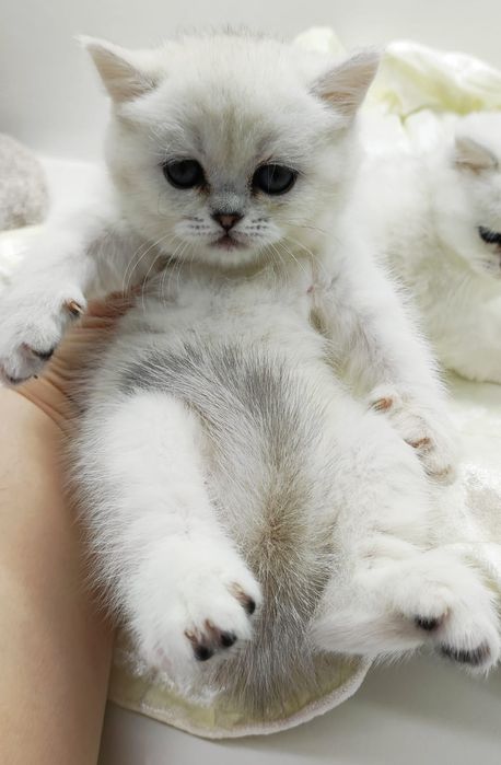 КошеЧки и коТики БритаНские