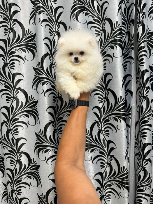 Pomeranian fetita