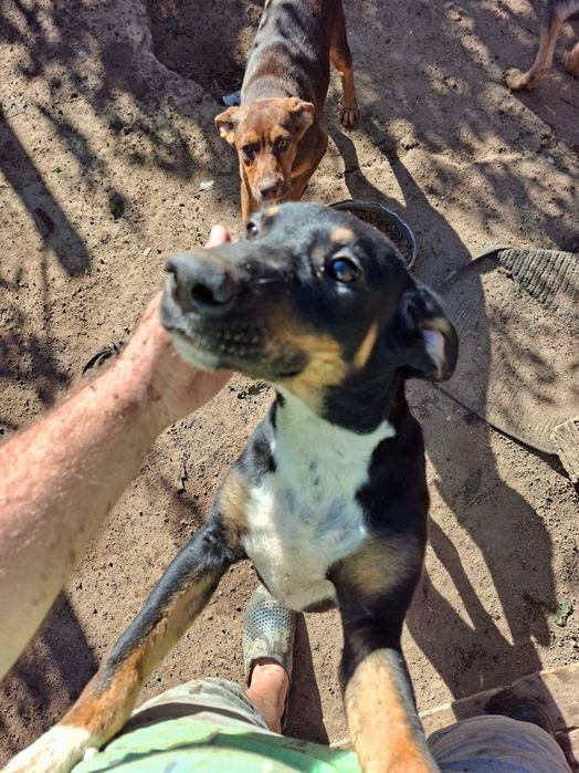 Подарявам кучета