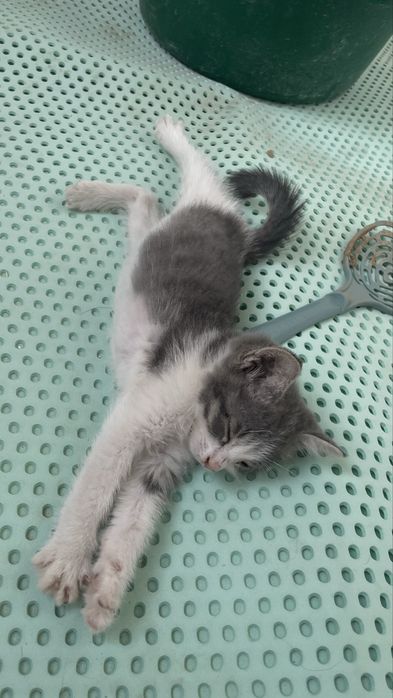 Котенок возраст 1 месяц