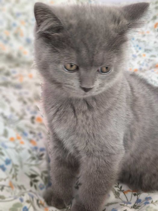 котета Британска късокосместа