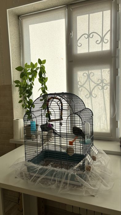 Попугай сатамын….