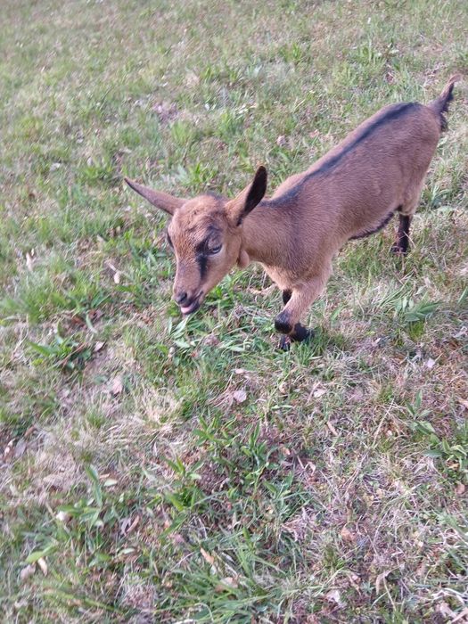 Vind doua iede alpine franceza de doua luni  jumate se afla in ciucea jud cluj pret 600 bucata
