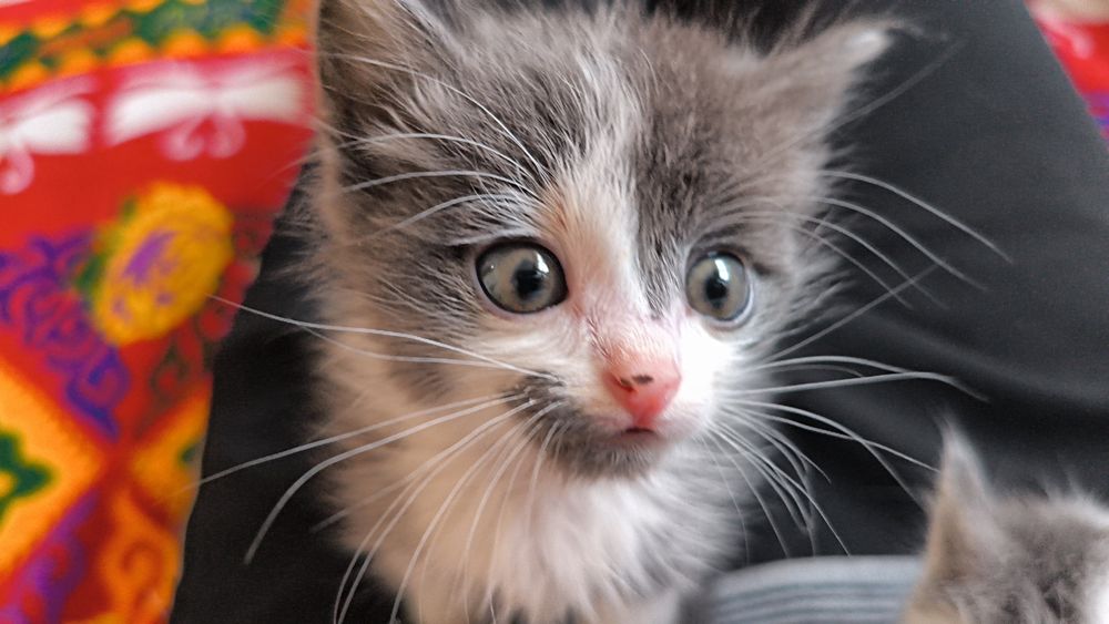 Мы ищем дом для очаровательных котят.