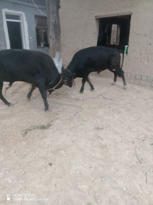 2 ta Buqa sotladi