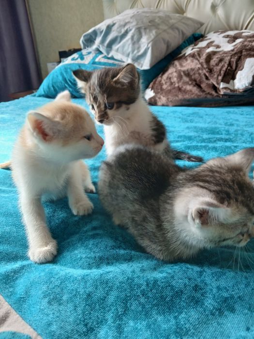 Отдам в хорошие руки котят.