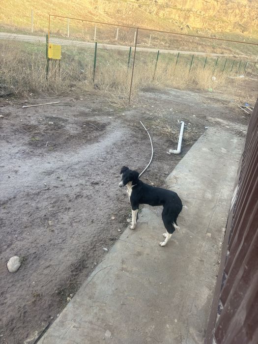 Тазы 5айлык ,