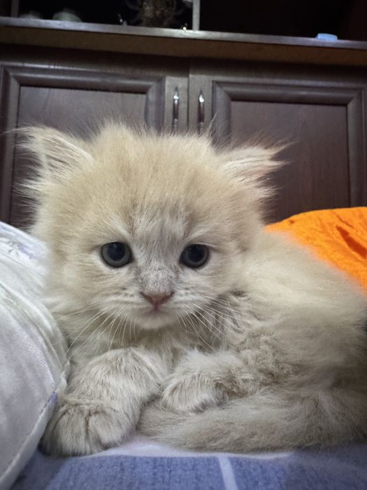 Хайленд страйт сотилади 2 ойлик энди болади