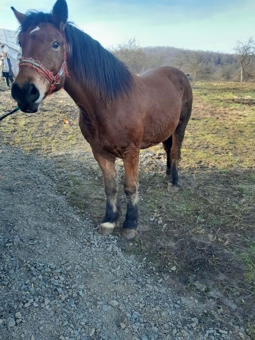 Vând mânză de 2ani