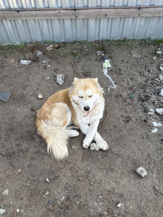 Продается собака