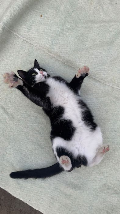 Кот Феликс уволен с работы.