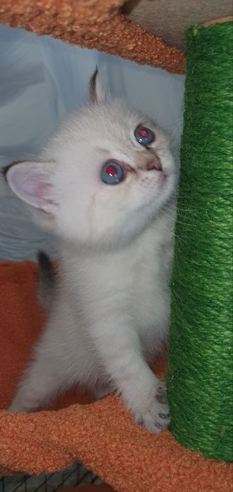 «Здоровый и ласковый котёнок ищет заботливого хозяина!»