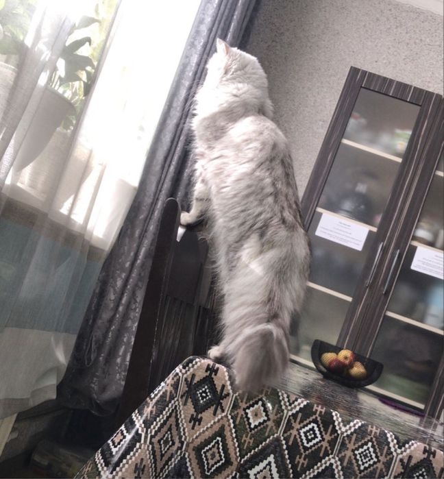 Продам шотландских  кошек