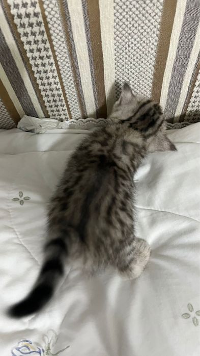 Шотландские вислоухие