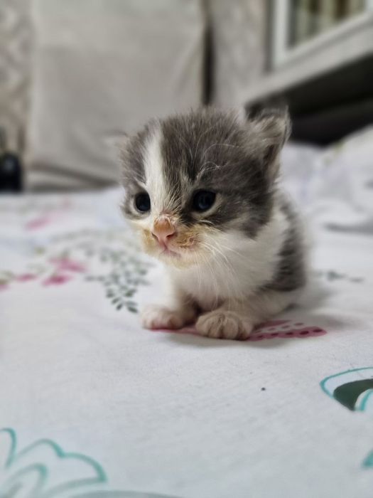 bir bridan chroyli 5ta mushugimiz bor oʻzimizniki zoti skodw fold