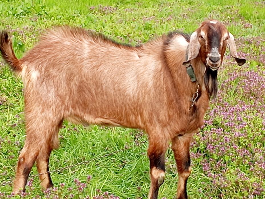 Vând țap anglonubian