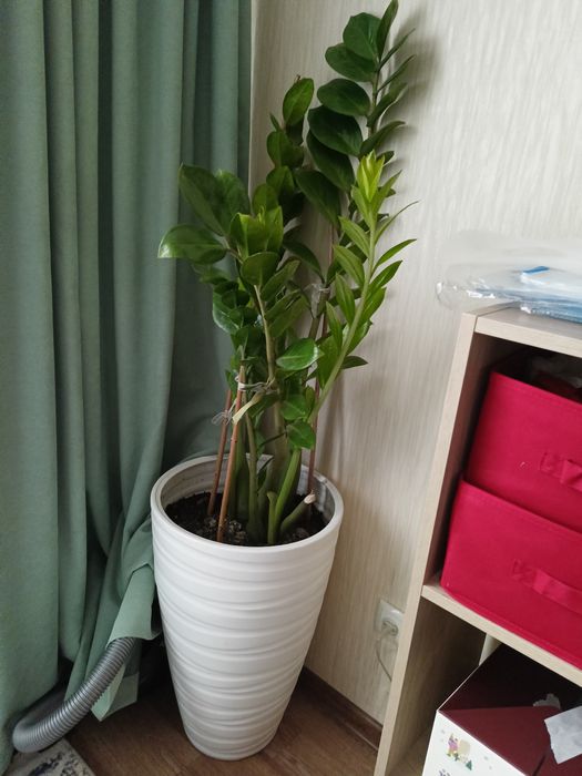 Продам комнатное растение