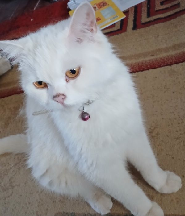 Скотч фолд женский