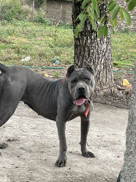 Кане Корсо Сивии