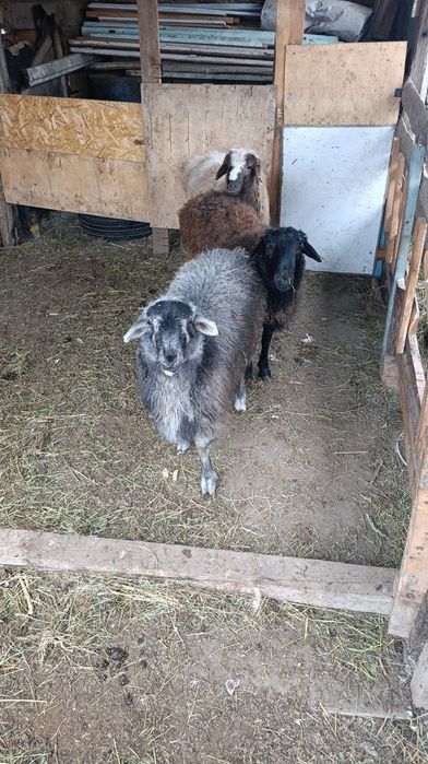 Тоқты сатылады .