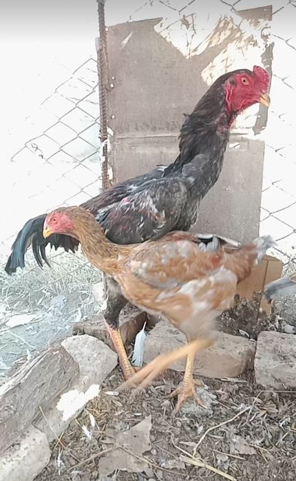 О шамо июньыски чужа