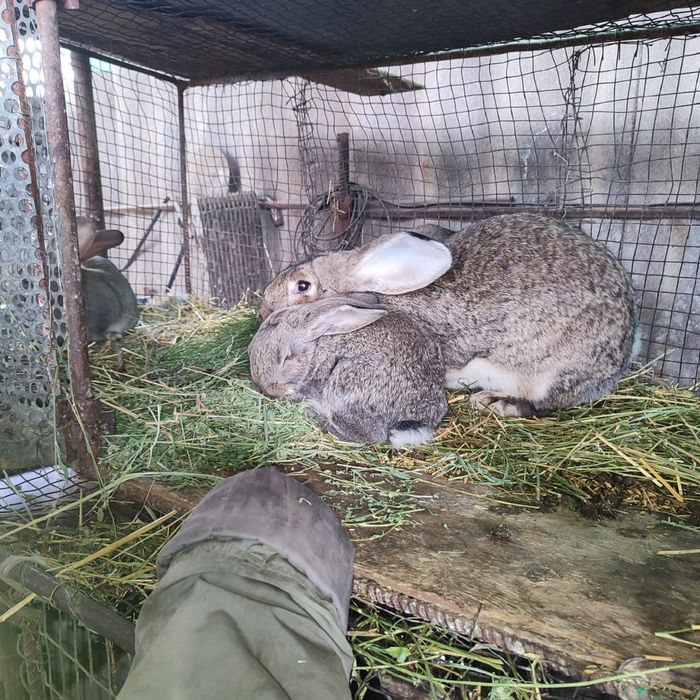 Продаются кролики фландр