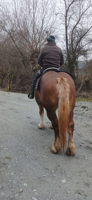 Vând iapă cu mânz!