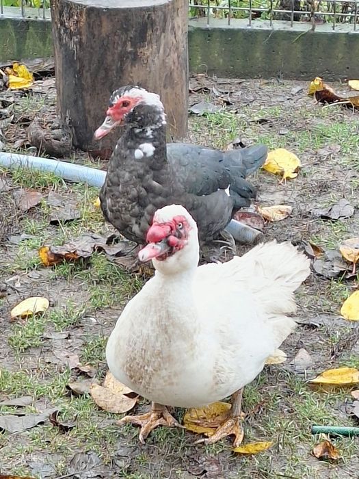 Rate .leșești mute