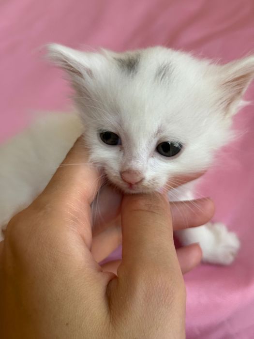 Отдам котят в добрые ручки