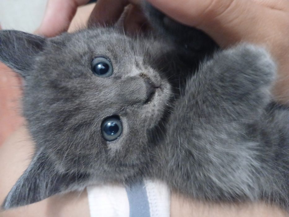Отдаем котят в добрые руки