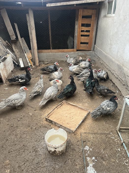 Индоутка кораздары