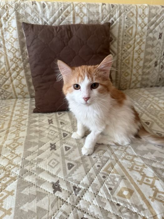 Мъжко дългокосместо коте търси своите хора