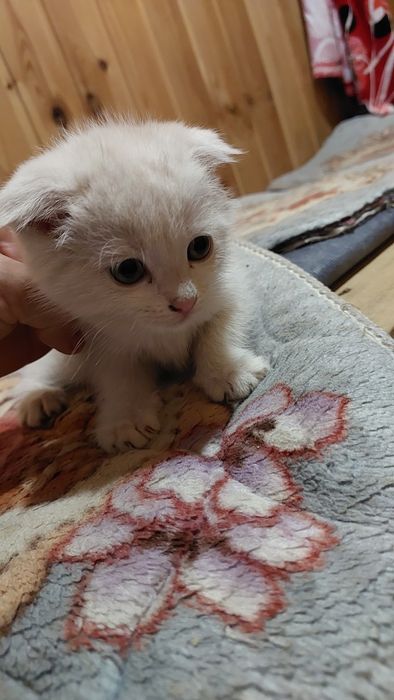 Котята скоттиш страйт