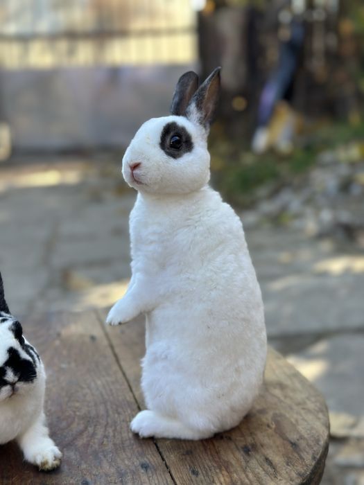 Mascul iepure Rex Pitic!