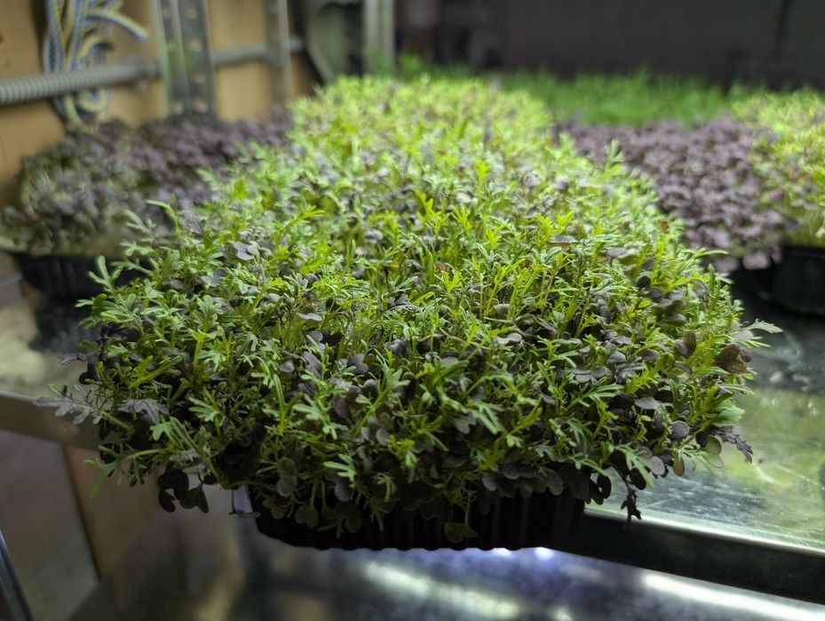 Микрозелень лучшего качества