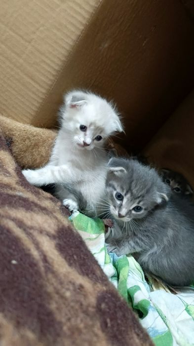 Котята вислоухие