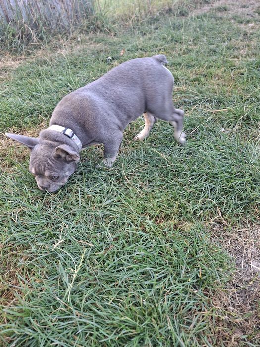 Bulldog francez mascul