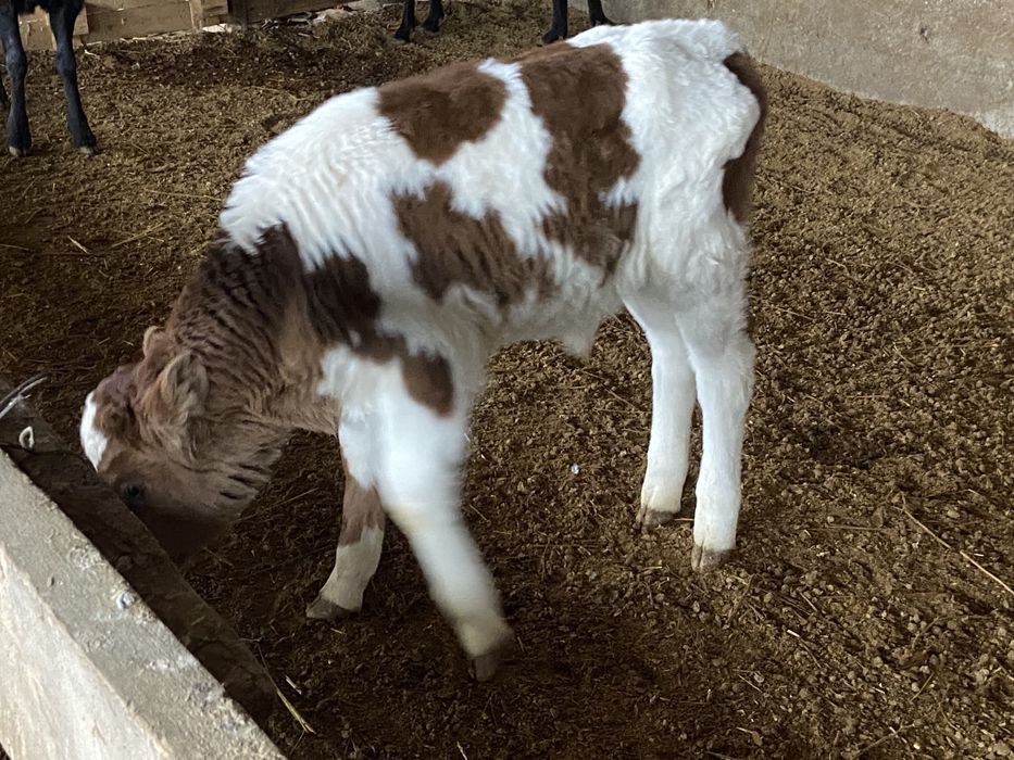 Сиыр бұзаулы сиыр сатылады