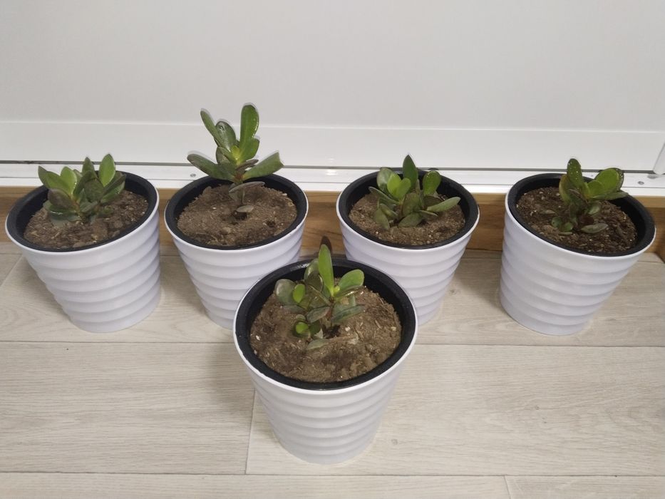 Растения для дома и офиса