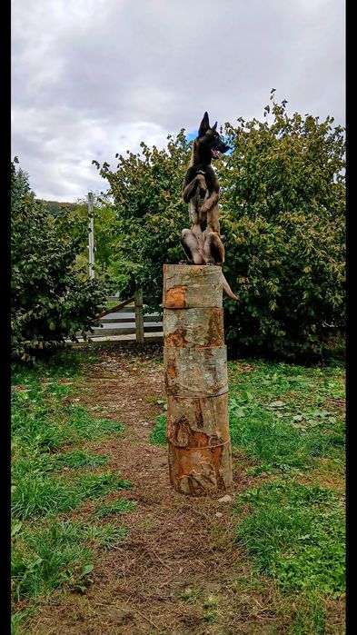 Dresaj canin  Bistrița