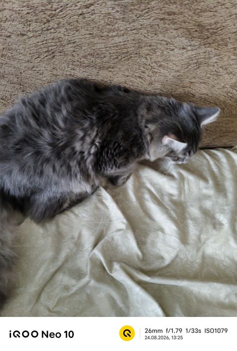 Котенок серый красивый