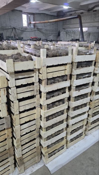 Urug’lik kartoshka Rossiya