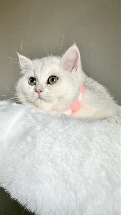 Fetita British Shorthair Chinchilla Silver Superba! Felisa Autorizata